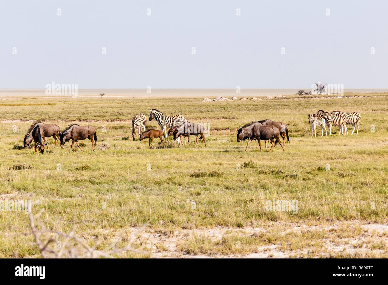 blue wildebeest and zebras Stock Photo