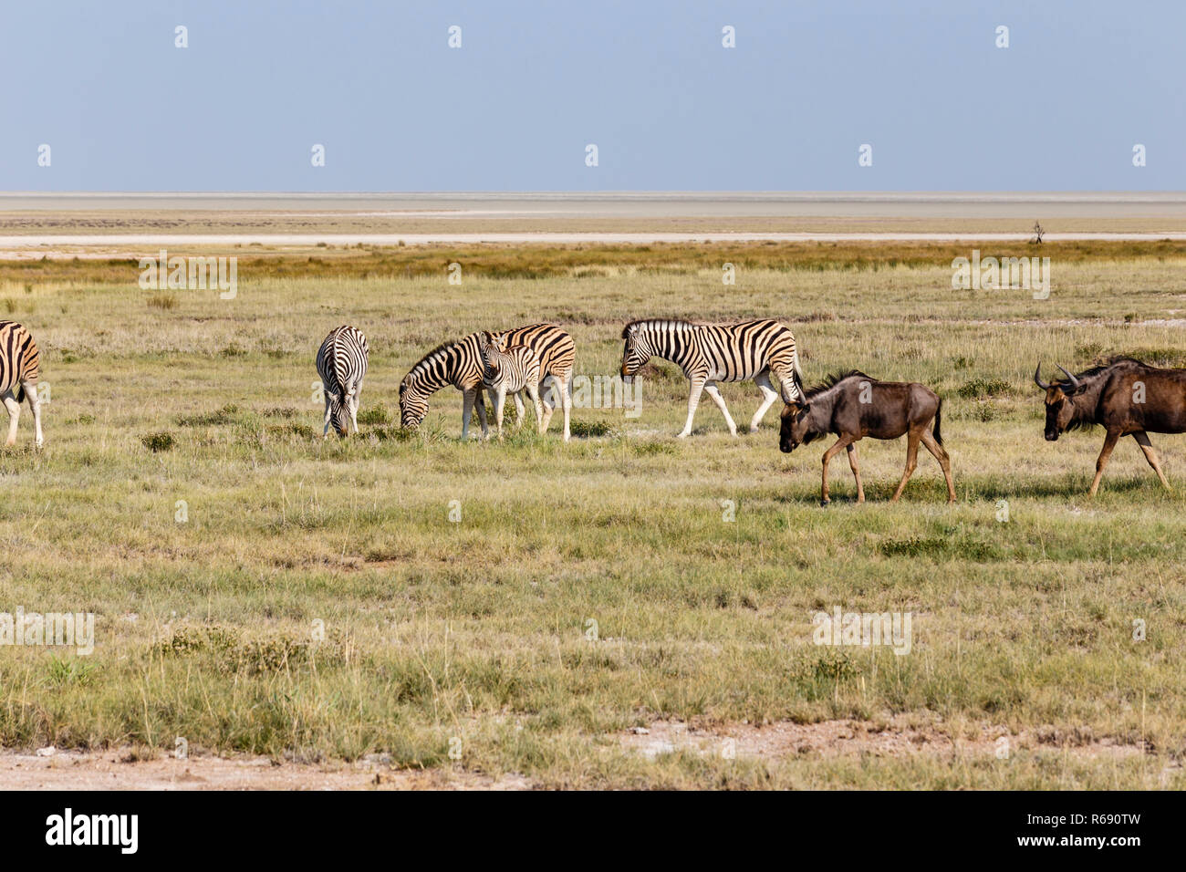 blue wildebeest and zebras Stock Photo