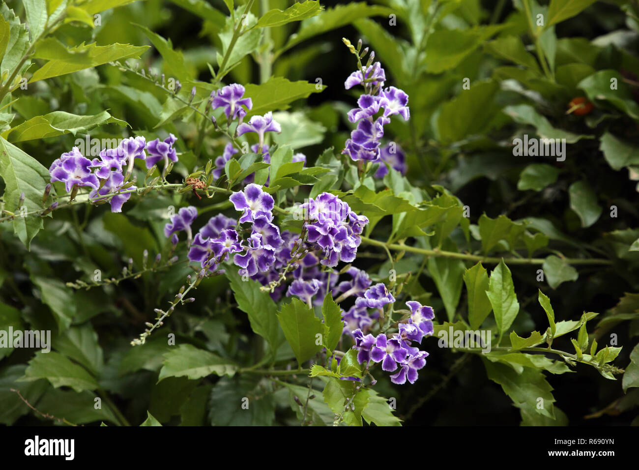 grape berry (duranta repens) Stock Photo