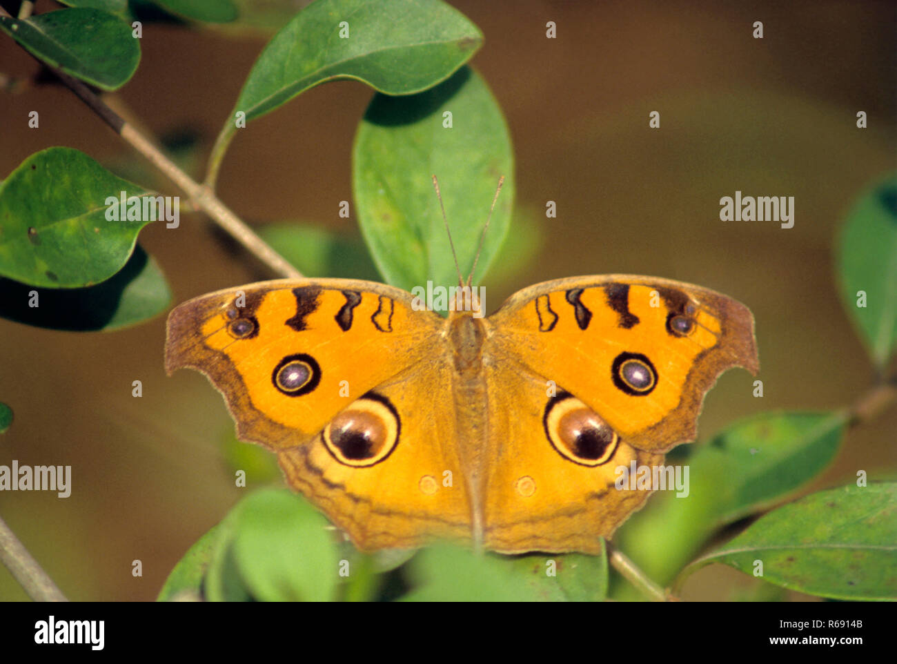 Insects, Butterfly Peacock Pansy Précis almana, India Stock Photo