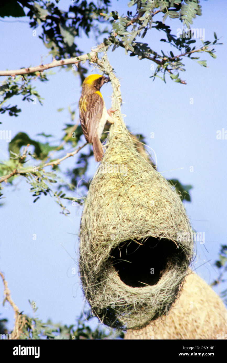 Weaver birds nest hi-res stock photography and images - Alamy