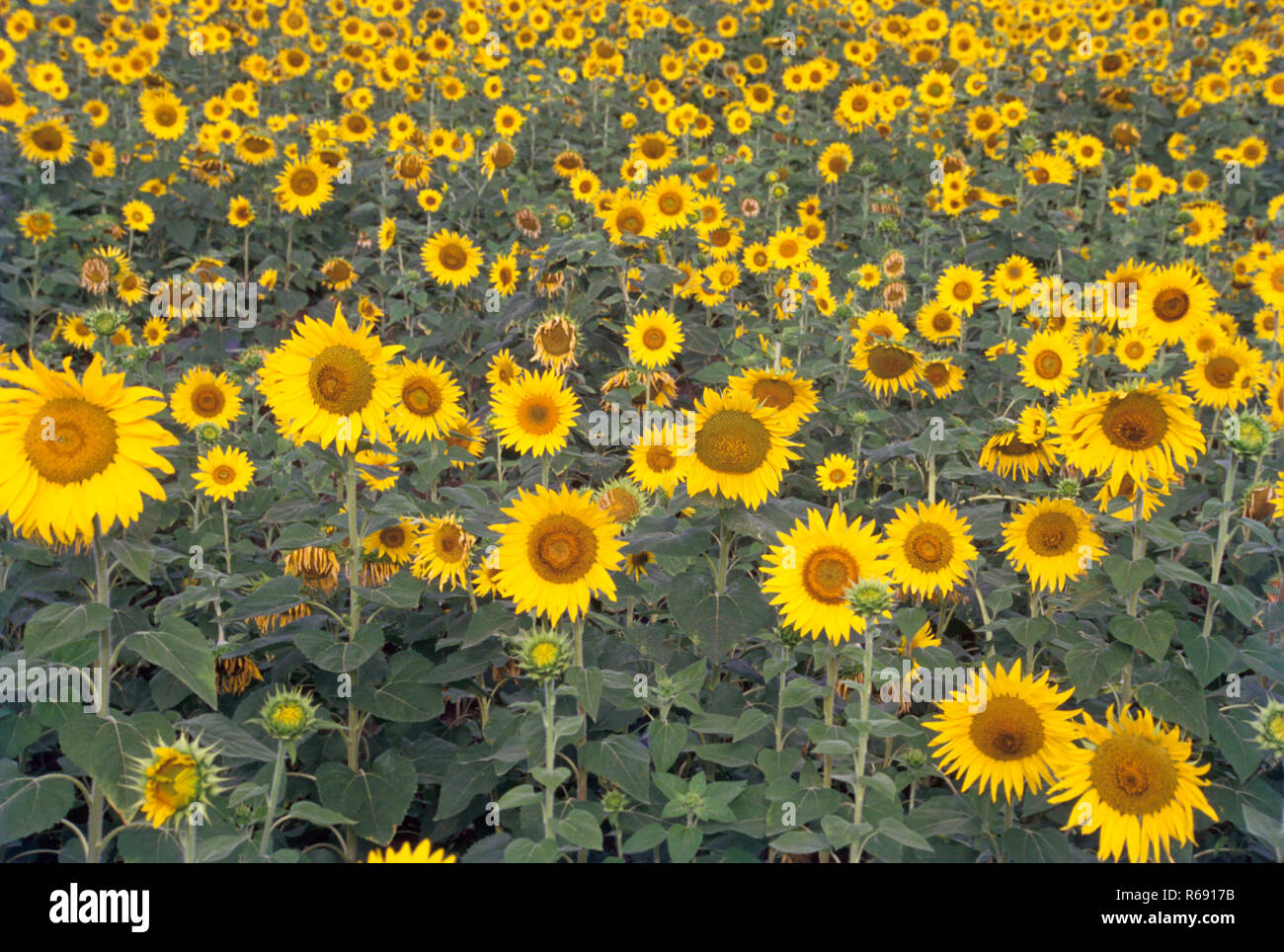 Sunflower fields, Stock Photo