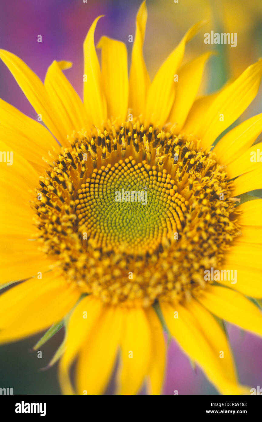 Indian sunflower seeds hires stock photography and images Alamy