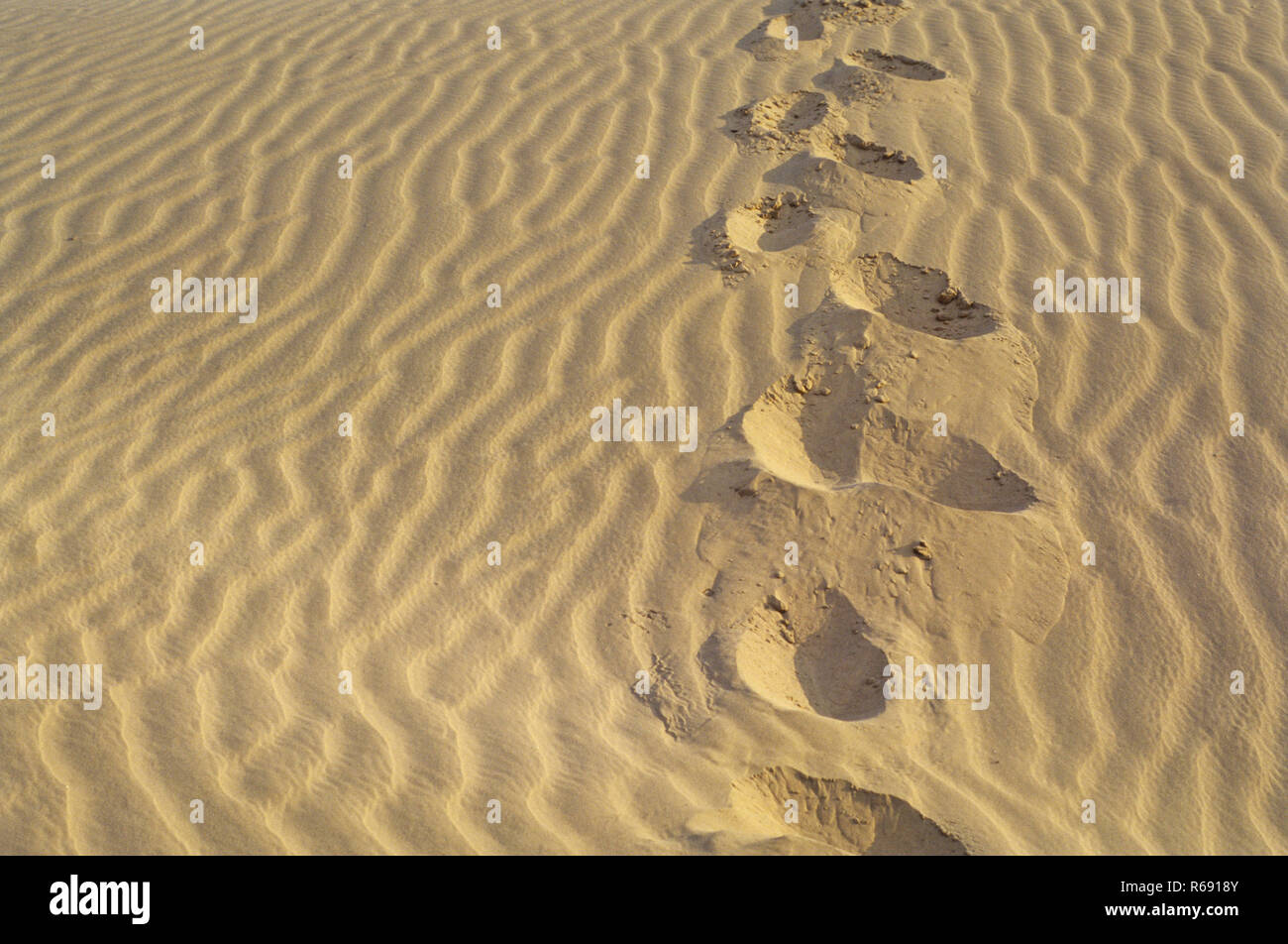 Human footprints in desert sand in Rajasthan, India Stock Photo