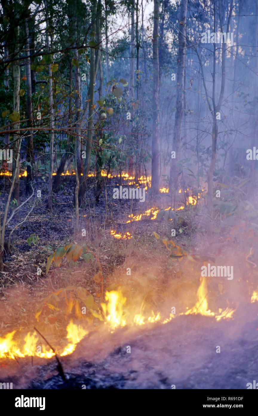 Forest fire, Almora, Uttarakhand, India, Asia Stock Photo