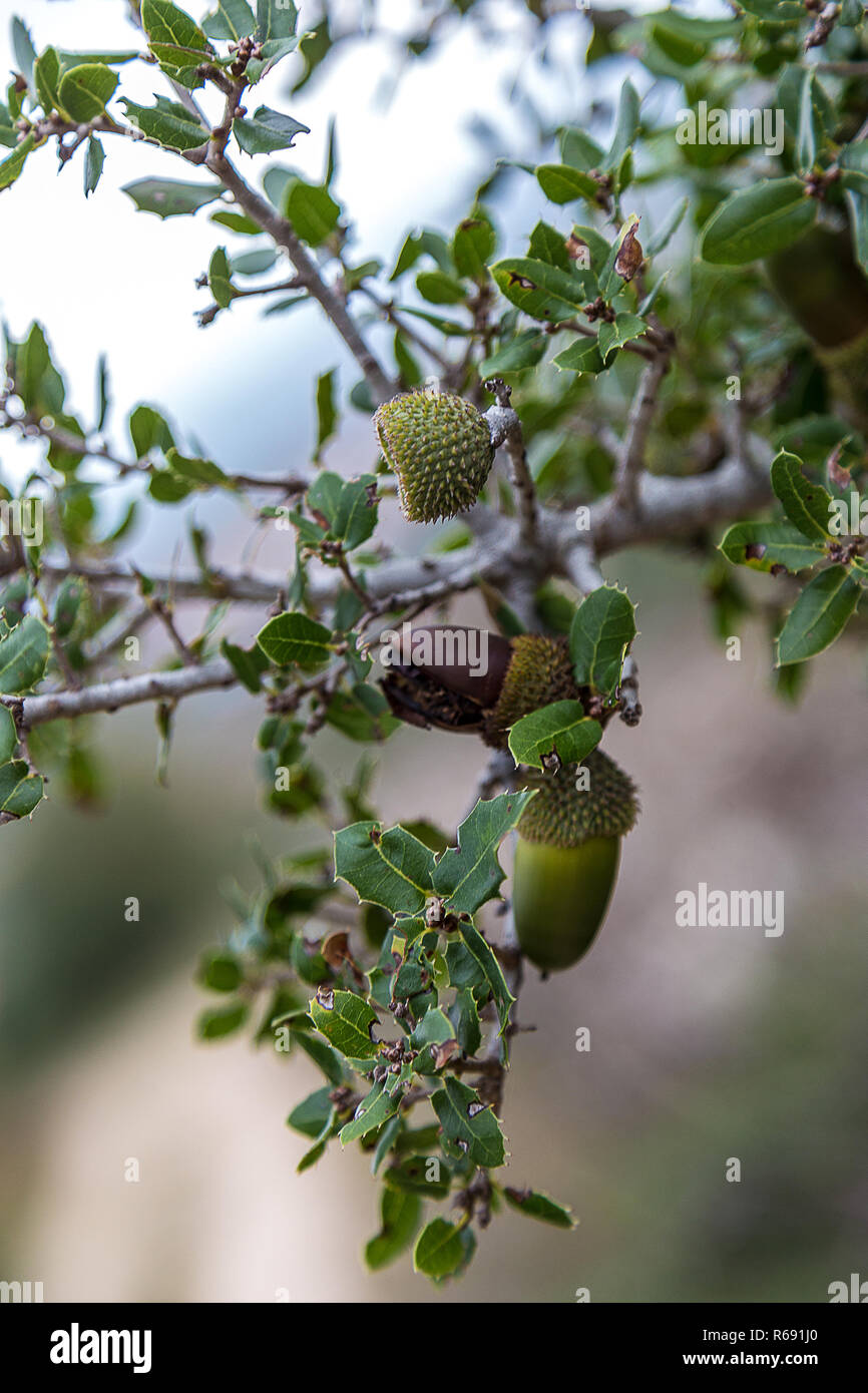 Oak Tree Branch With Some Acorn's Cupules Stock Photo
