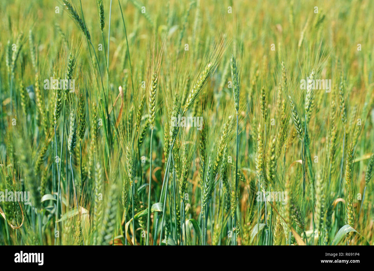 Wheat fields, India, Asia Stock Photo - Alamy
