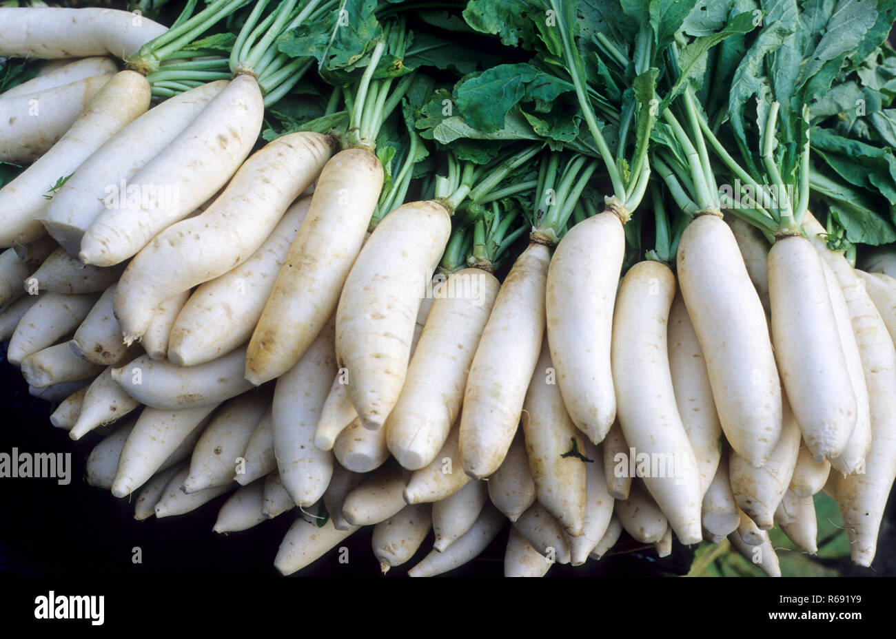 Indian white radish hires stock photography and images Alamy