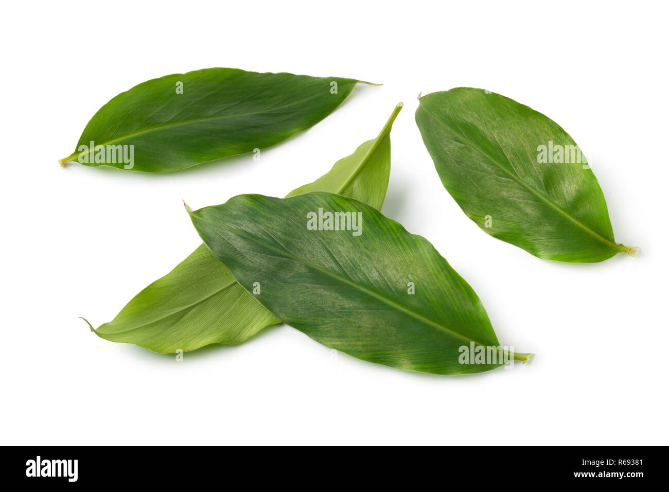 Green cardamom leaves isolated on white background Stock Photo