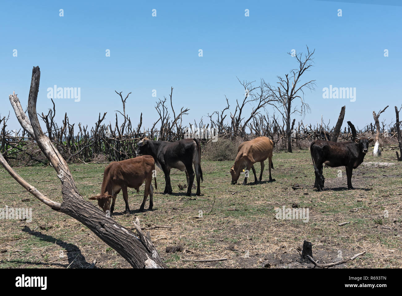 herd of cattle on a pasture on the shore of Lake Ngami southern of the Okawango Delta in Botswana. Stock Photo