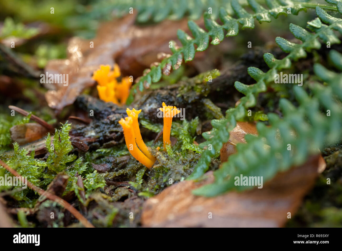 Yellow stagshorn (Calocera viscosa), is a jelly fungus, a member of the Dacrymycetales. fruiting body Stock Photo