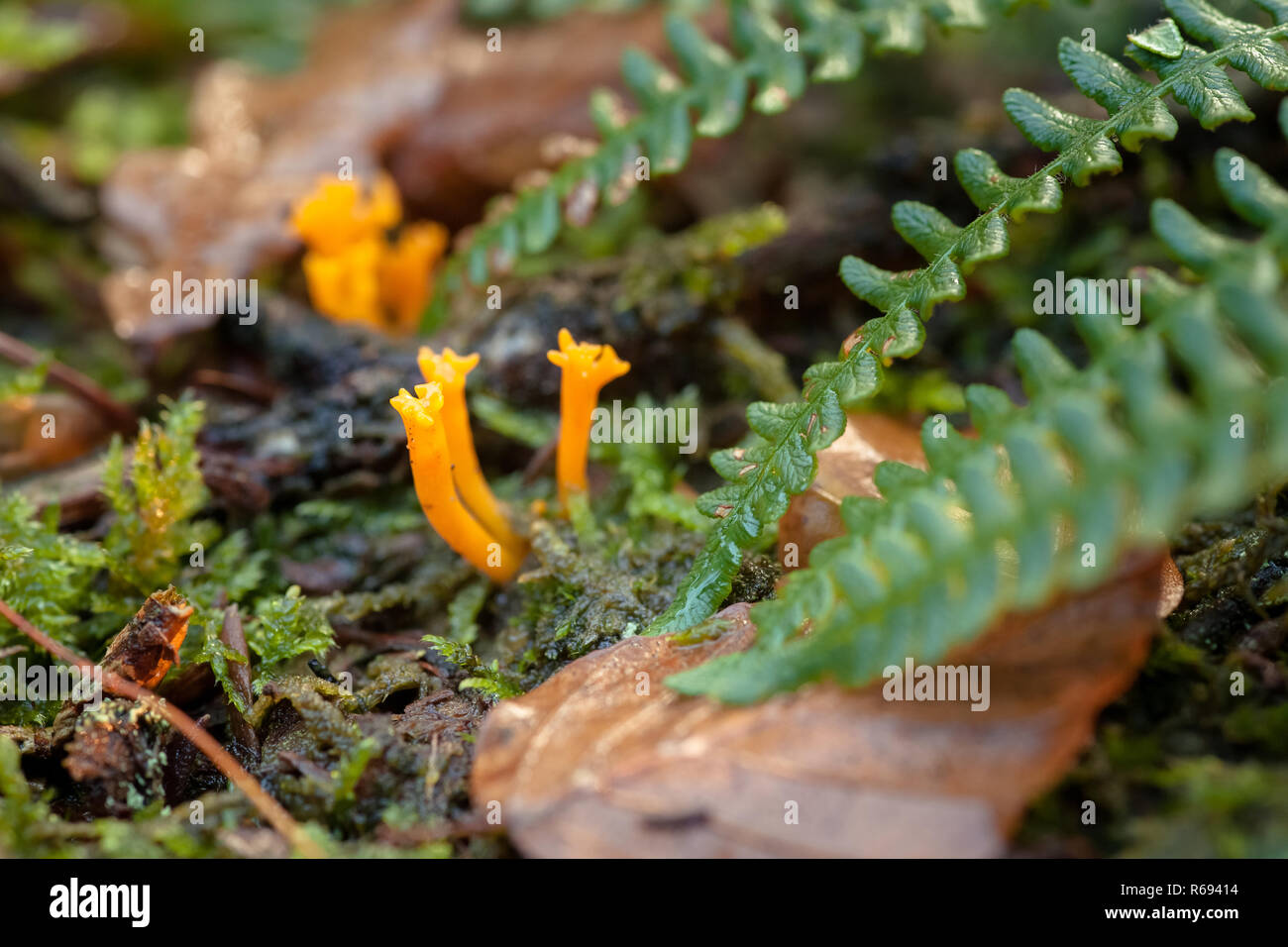 Yellow stagshorn (Calocera viscosa), is a jelly fungus, a member of the Dacrymycetales. fruiting body Stock Photo