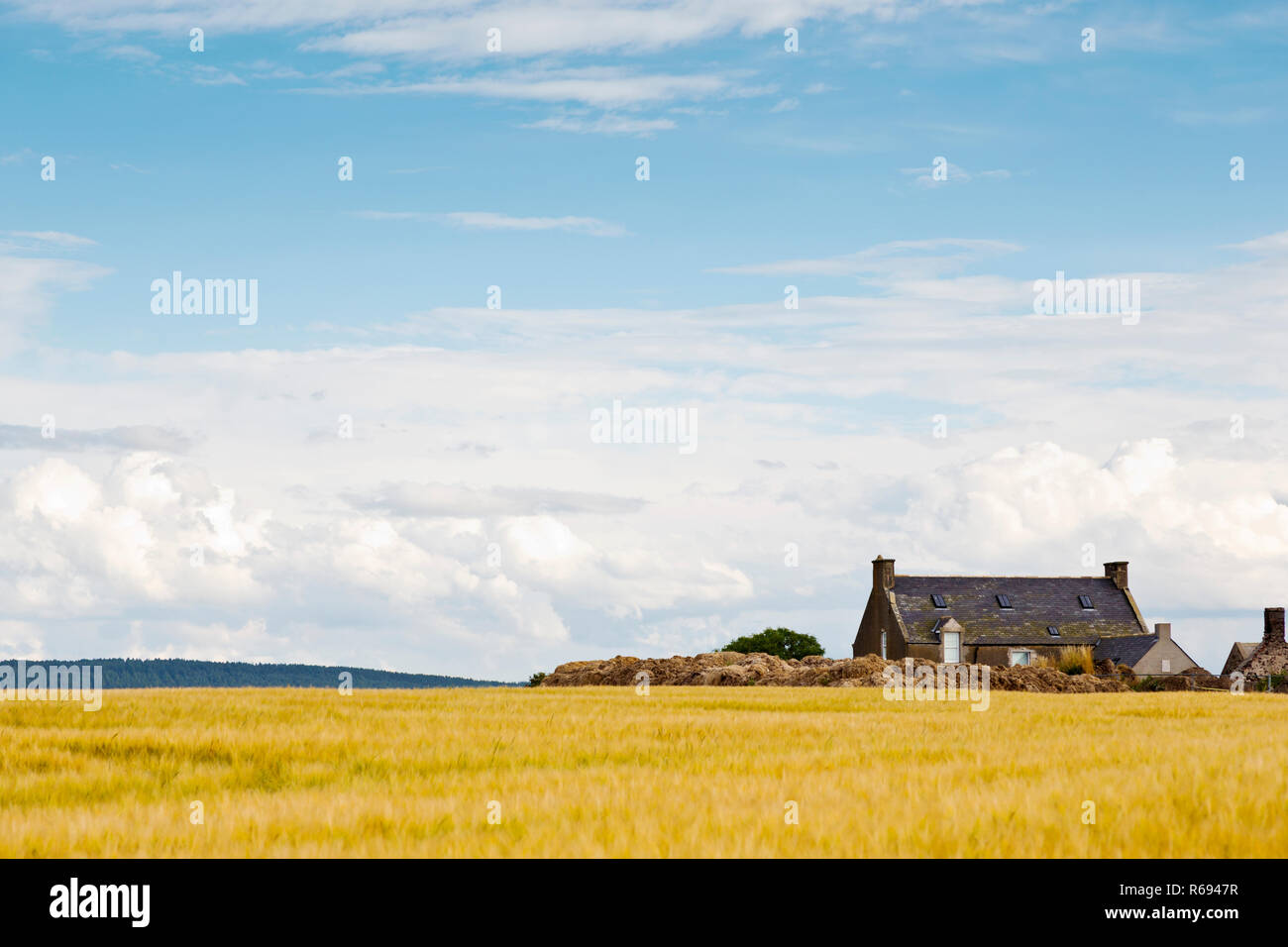 Farm Buildings behind a field of barley above Findlater Castle on the Moray Firth coast in Aberdeenshire Scotland Stock Photo