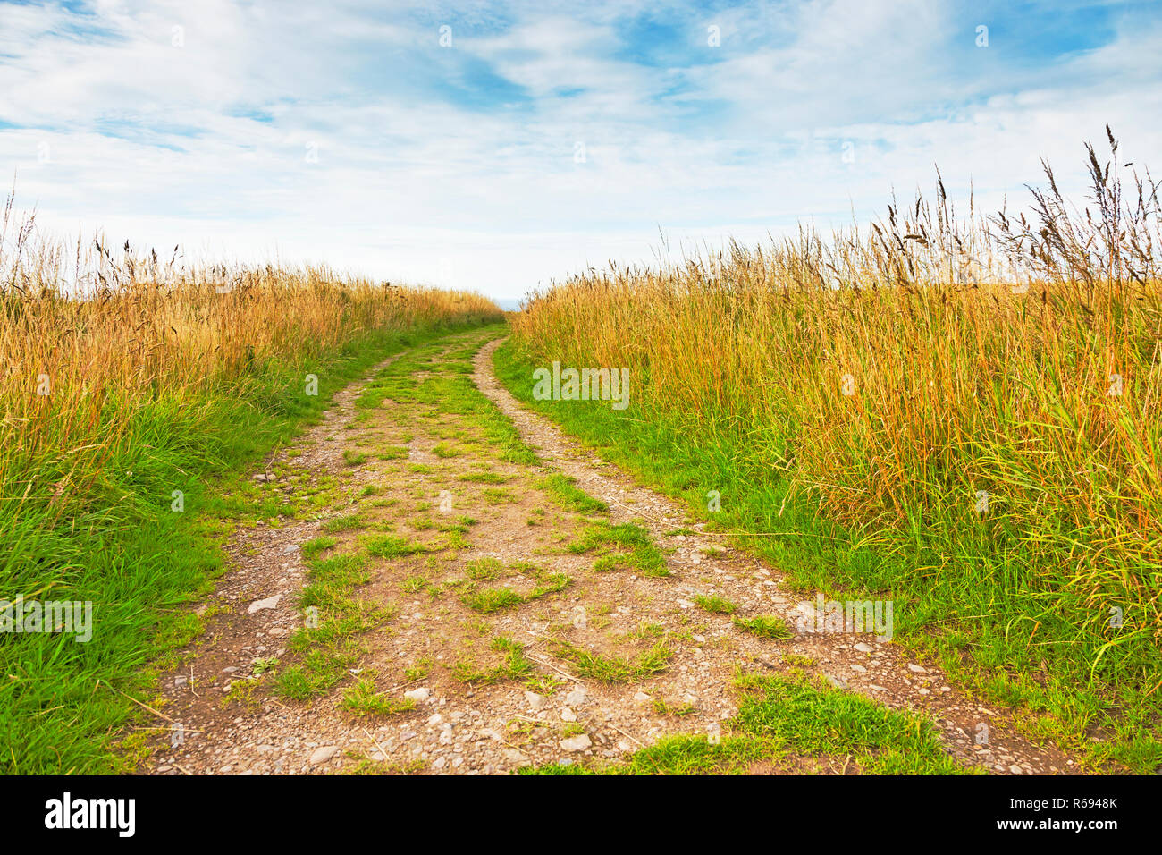 Path through Fields of Barley above Findlater Castle on the Moray Firth in Aberdeenshire Scotland Stock Photo