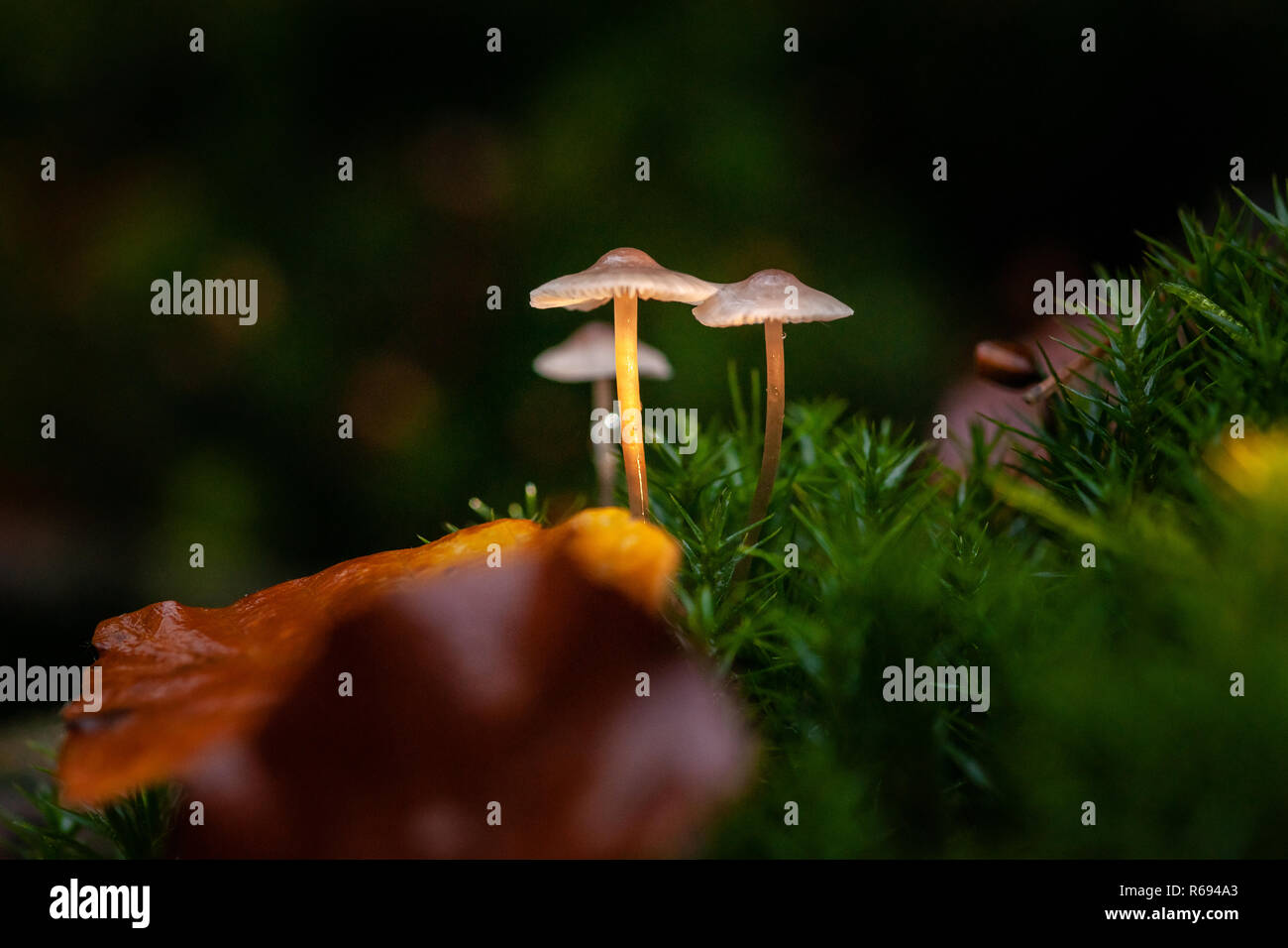 Small autumn mushrooms in the moss in beautiful autumn light in a fairytale macro scene. Stock Photo