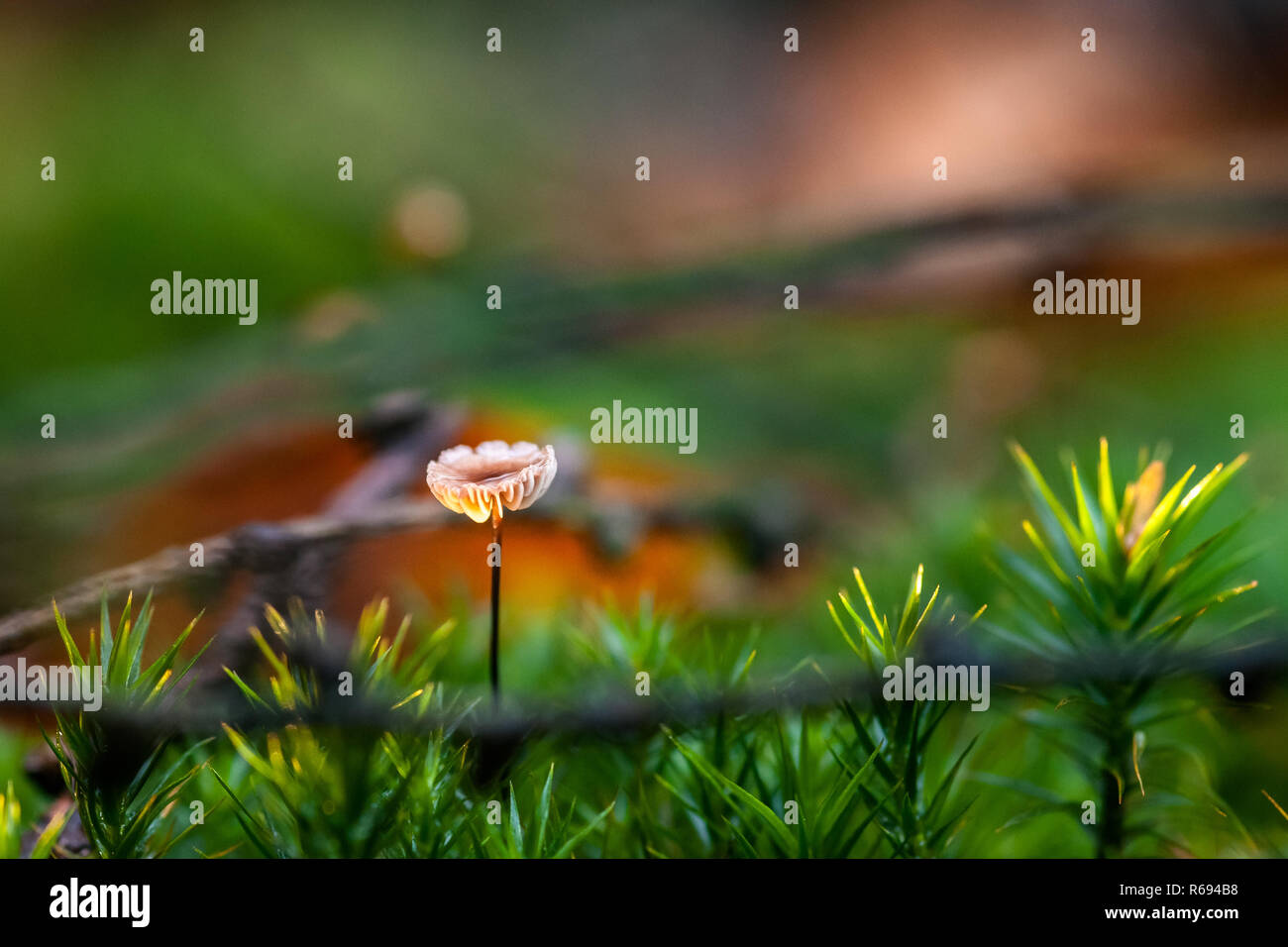 Delicate mushrooms in moss. Tall thin stems with flat caps Stock Photo