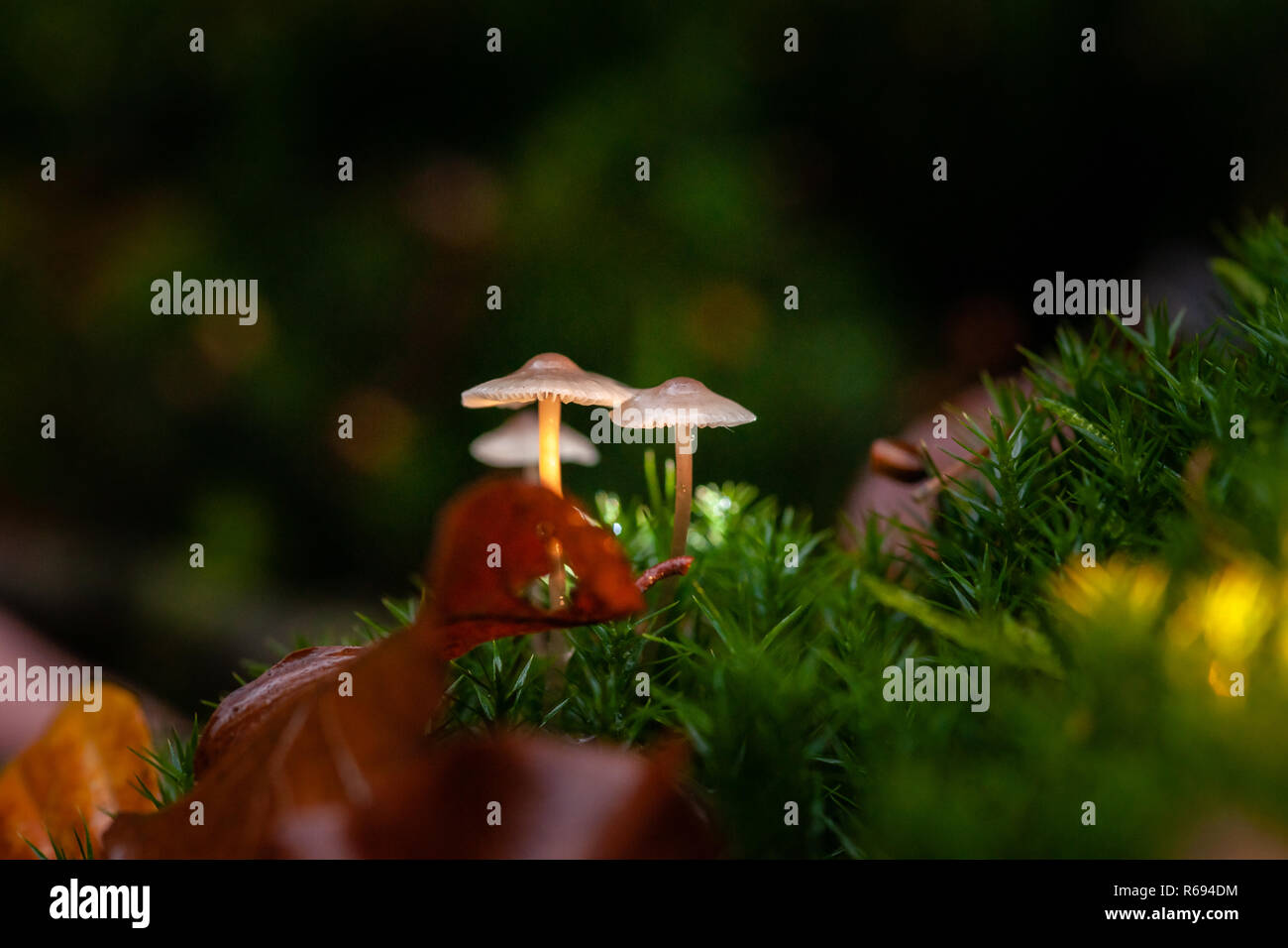 Small autumn mushrooms in the moss in beautiful autumn light in a fairytale macro scene. Stock Photo