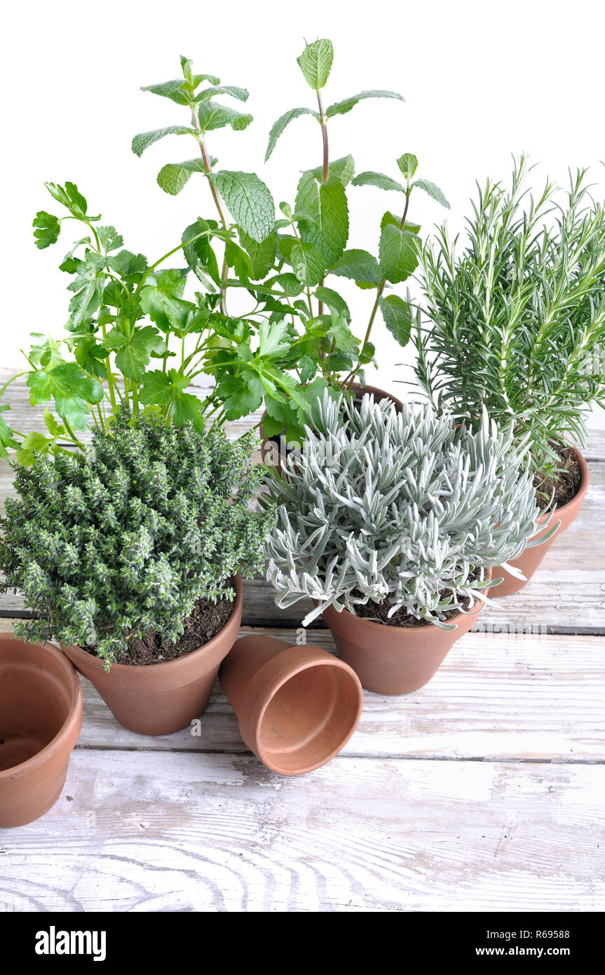 aromatic plants potted on a table and white background Stock Photo