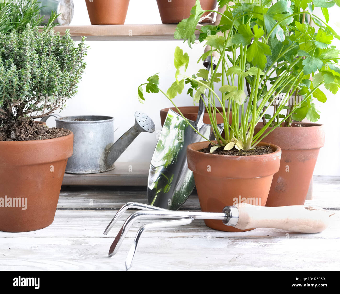 aromatic plants potted and gardening equipment Stock Photo