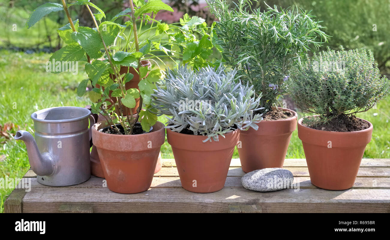 aromatic herbs potted on a wooden table in a garden Stock Photo