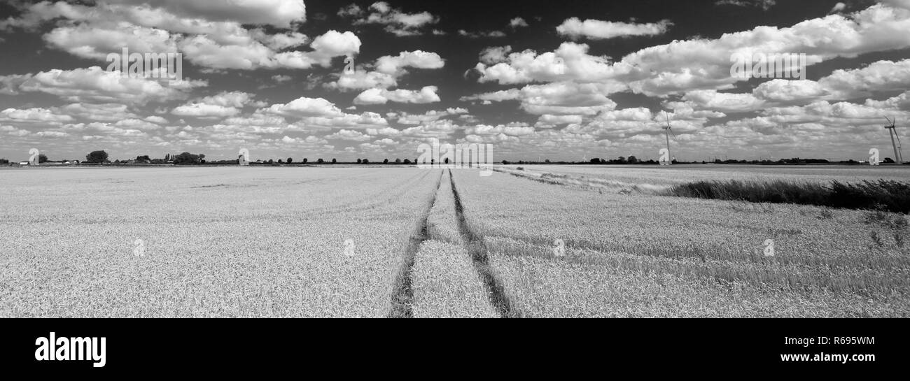 Crops in a Fenland field, Farcet Fen, Cambridgeshire; England; UK Stock Photo