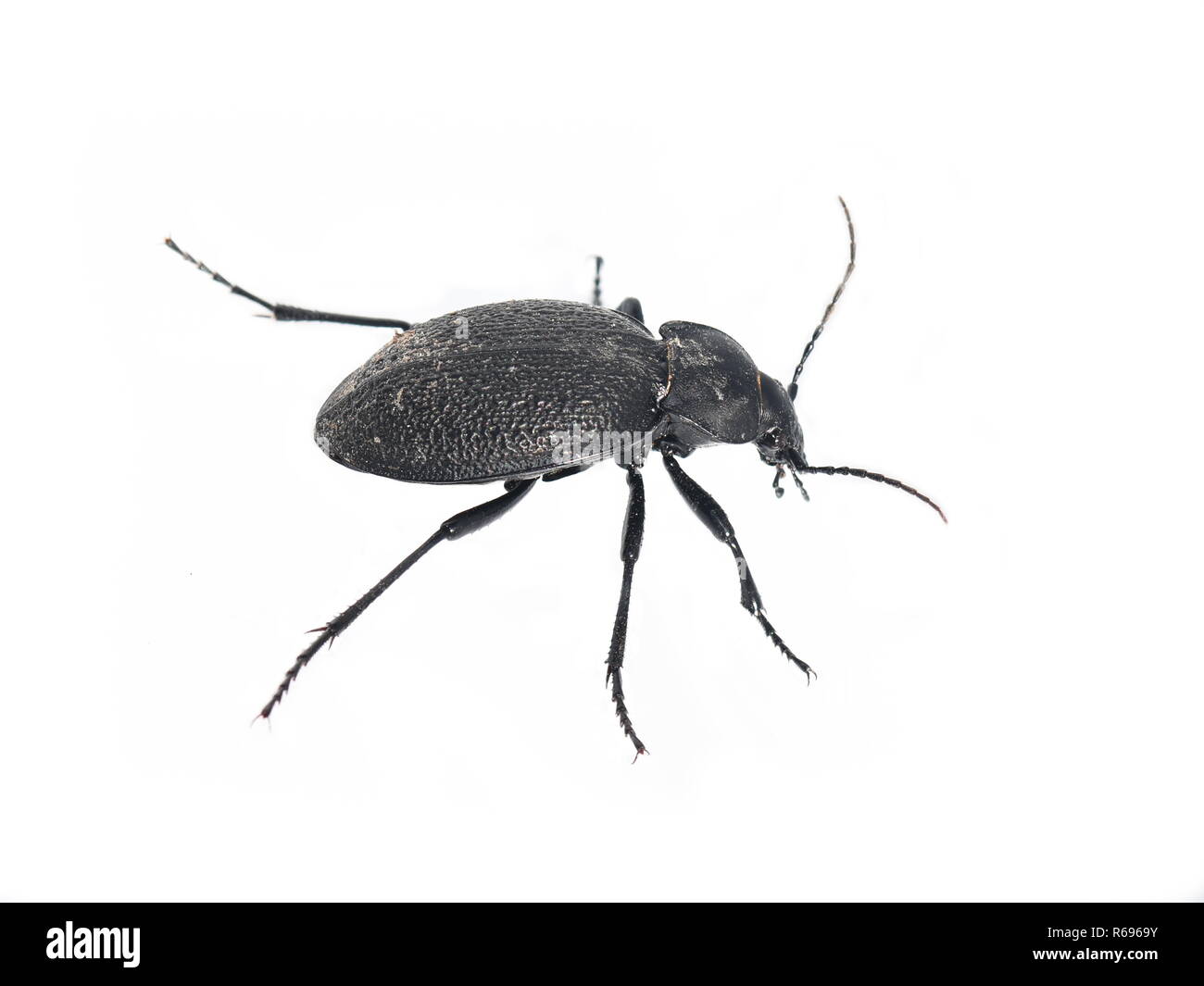 The big black leathery ground beetle Carabus coriaceus isolated on white background Stock Photo