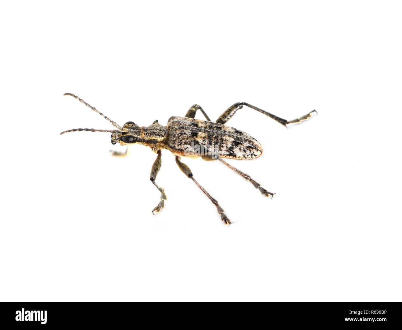 The longhorn beetle Rhagium mordax isolated on white background Stock Photo