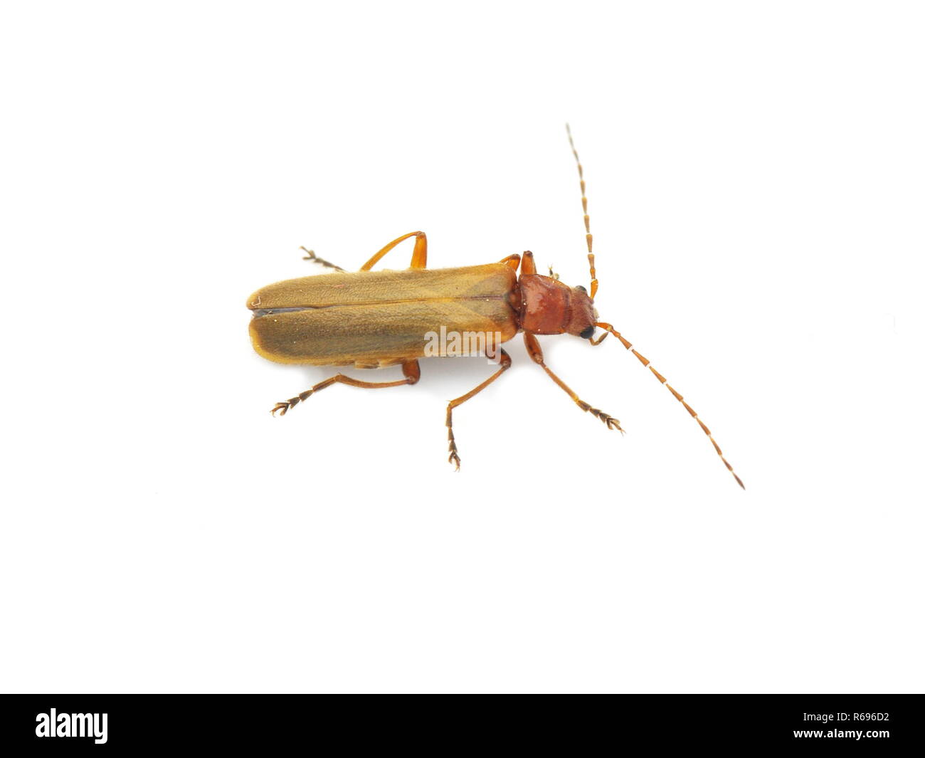 The brown soldier beetle Cantharis rufa on white background Stock Photo