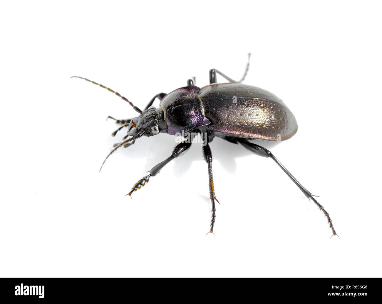 The ground beetle Carabus nemoralis on white background Stock Photo