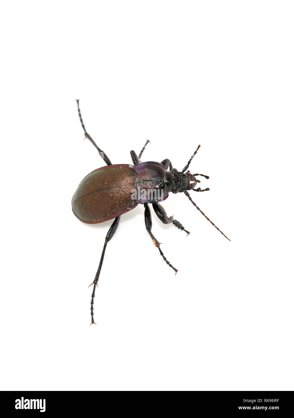 The ground beetle Carabus nemoralis on white background Stock Photo