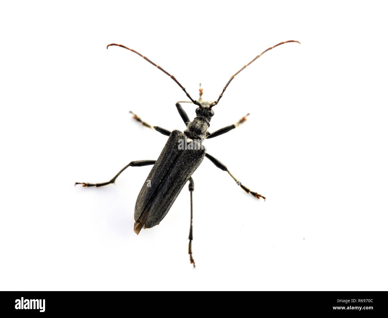 The long horn beetle Oxymirus cursor male on white background Stock Photo