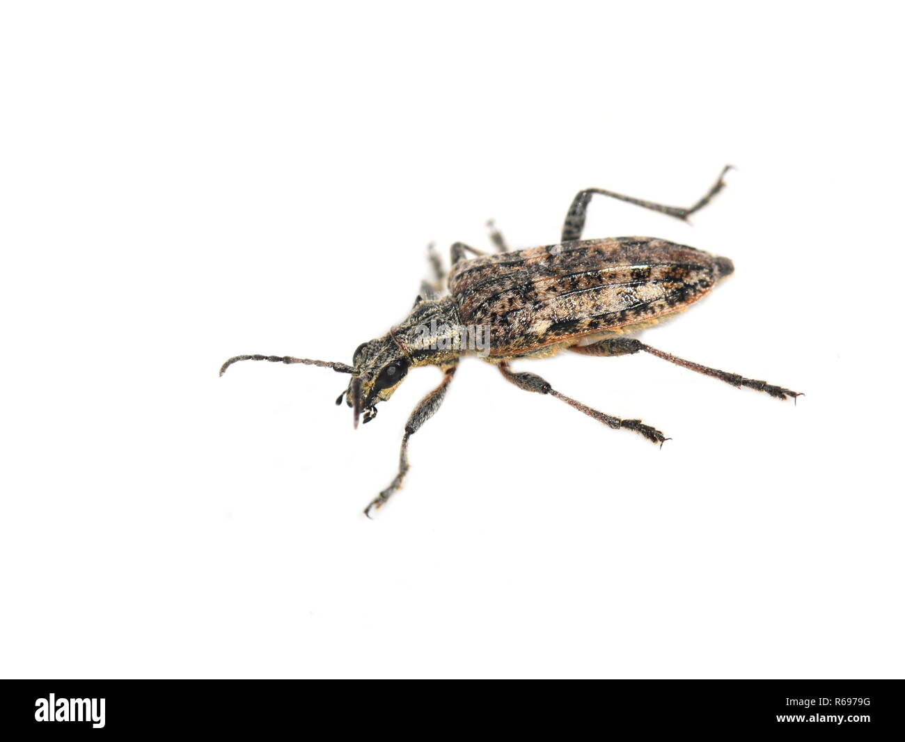 Ribbed pine borer Rhagium inquisitor on white background Stock Photo