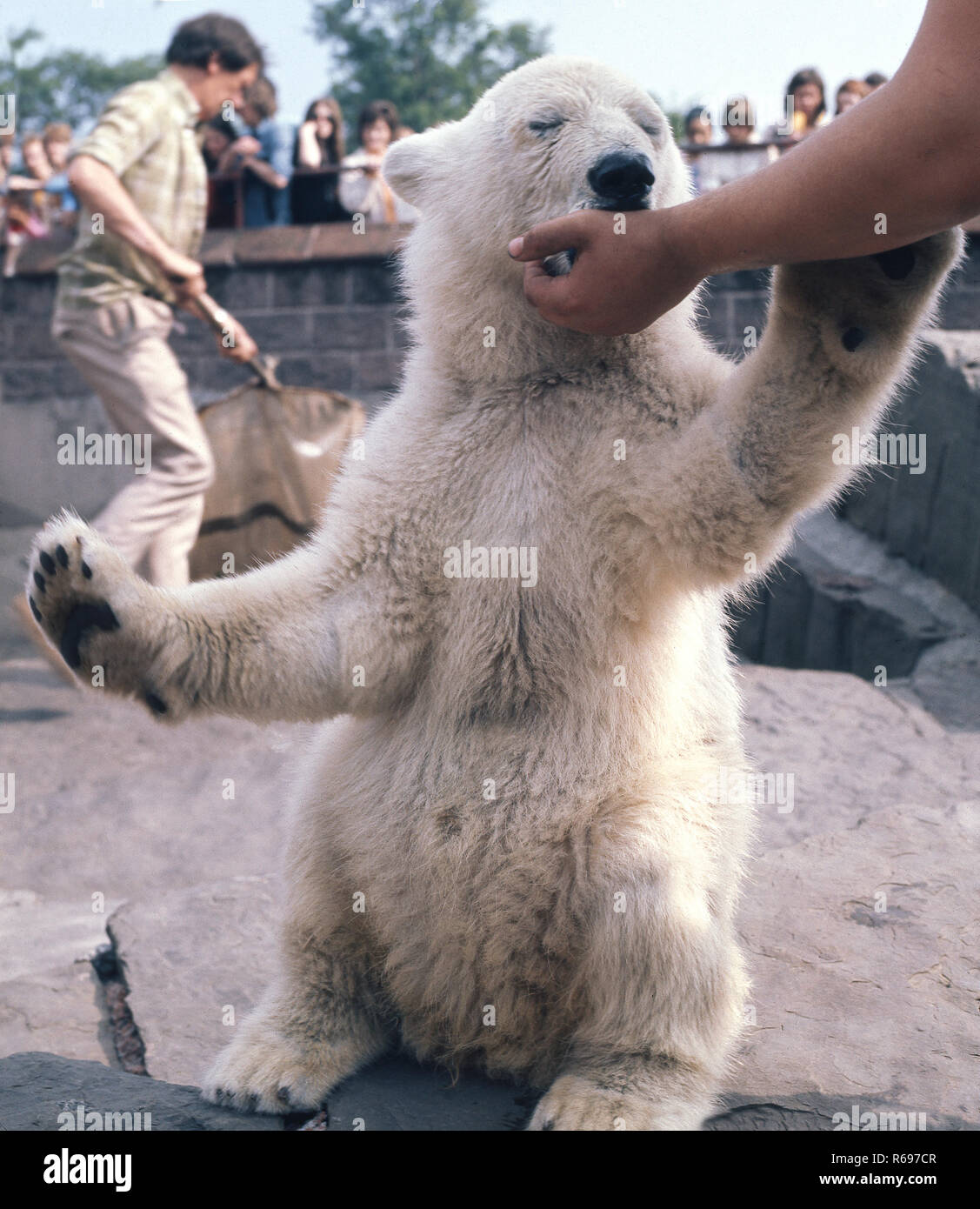 Polar bear cub Belle Vue Zoo Stock Photo