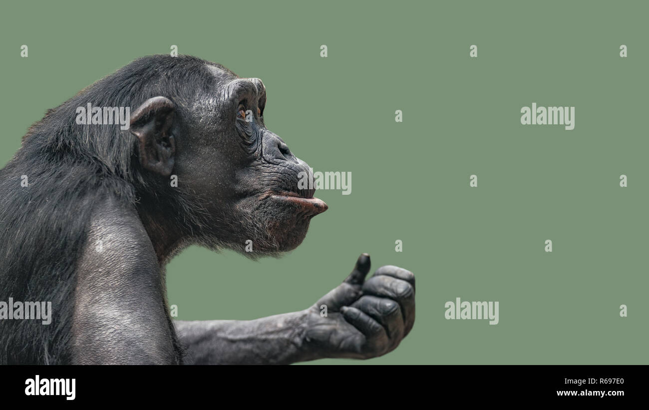 Portrait of curious wondered Chimpanzee at smooth uniform background