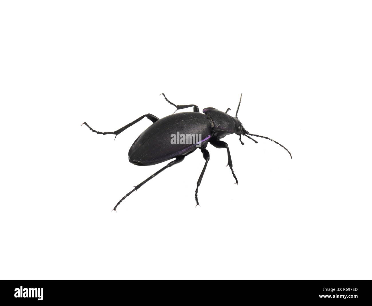 The ground beetle Carabus violaceus isolated on white background Stock Photo