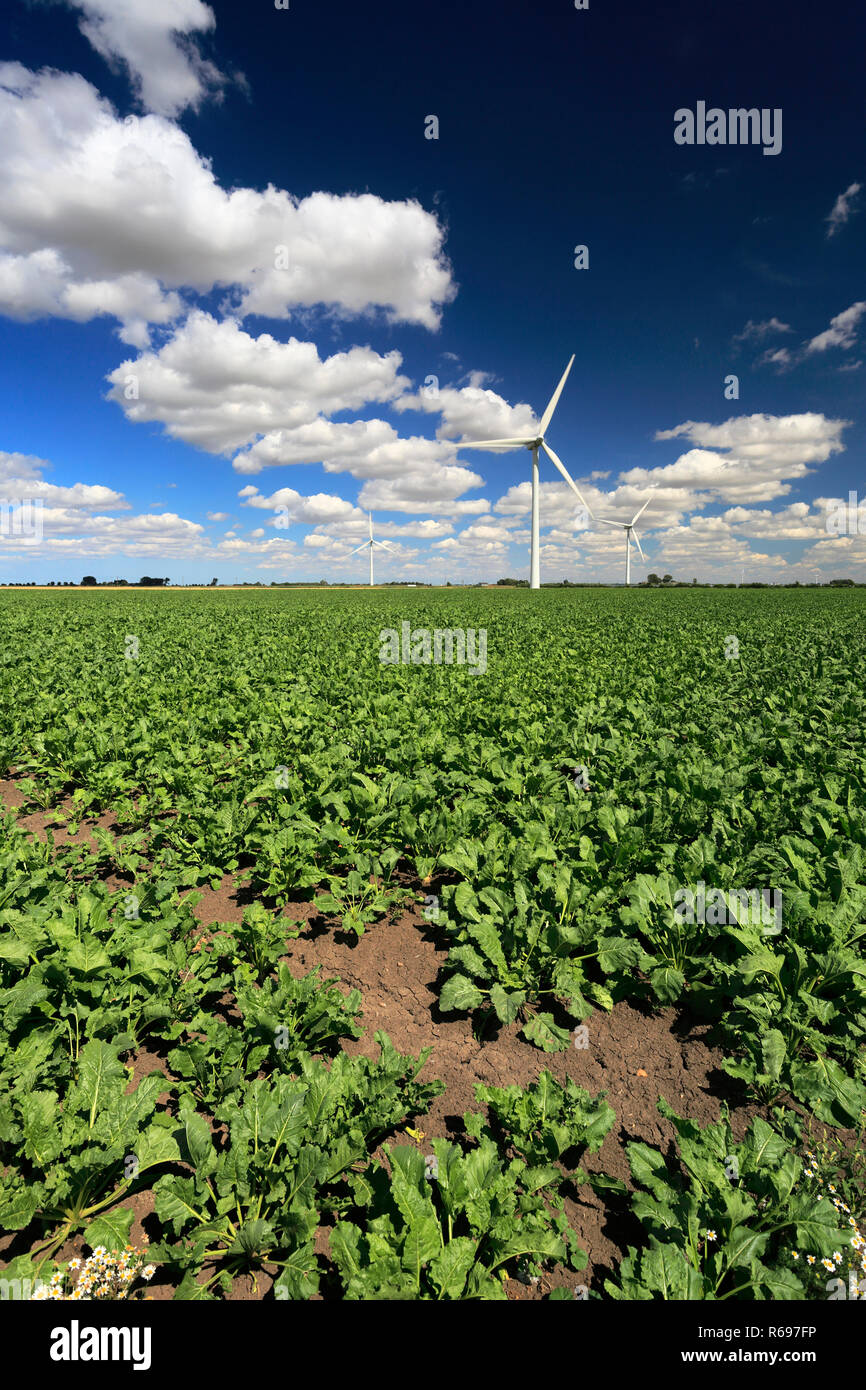 Crops and Wind Turbines on the Bedford Levels near Turves village; Fenland; Cambridgeshire; England; UK Stock Photo