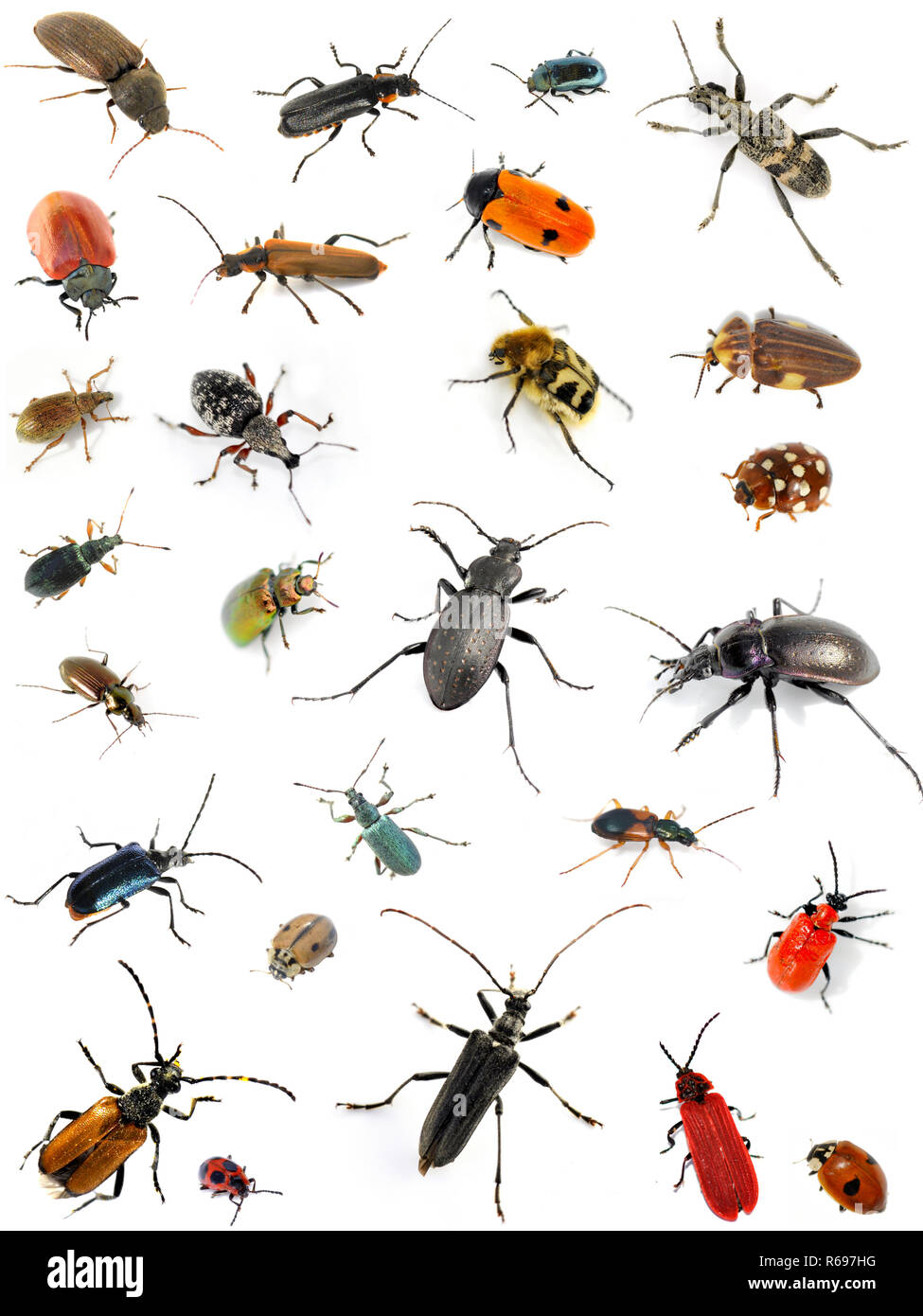 Collection of many different beetles on white background Stock Photo