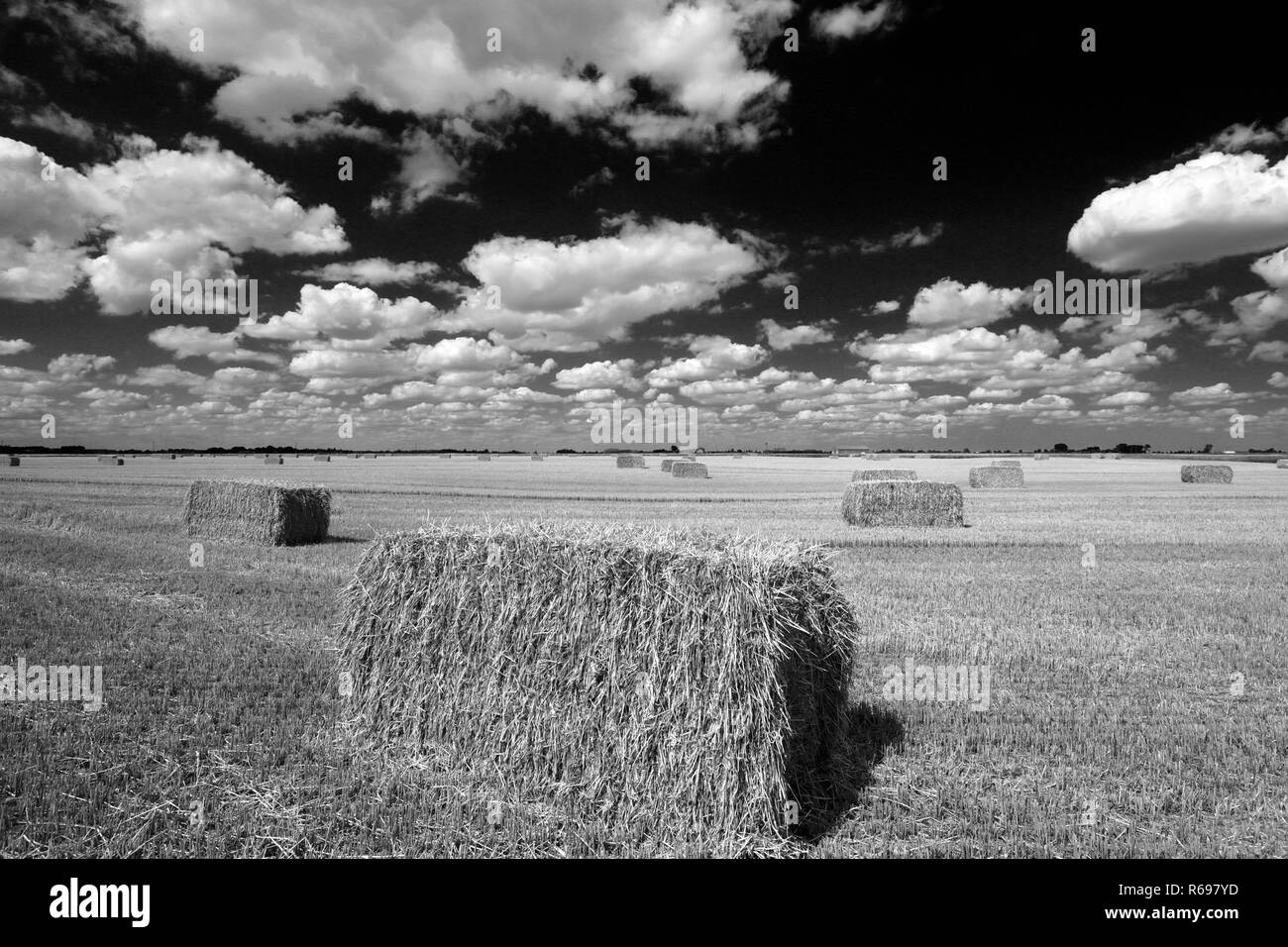 Square straw bales, Fenland field near March town, Cambridgeshire