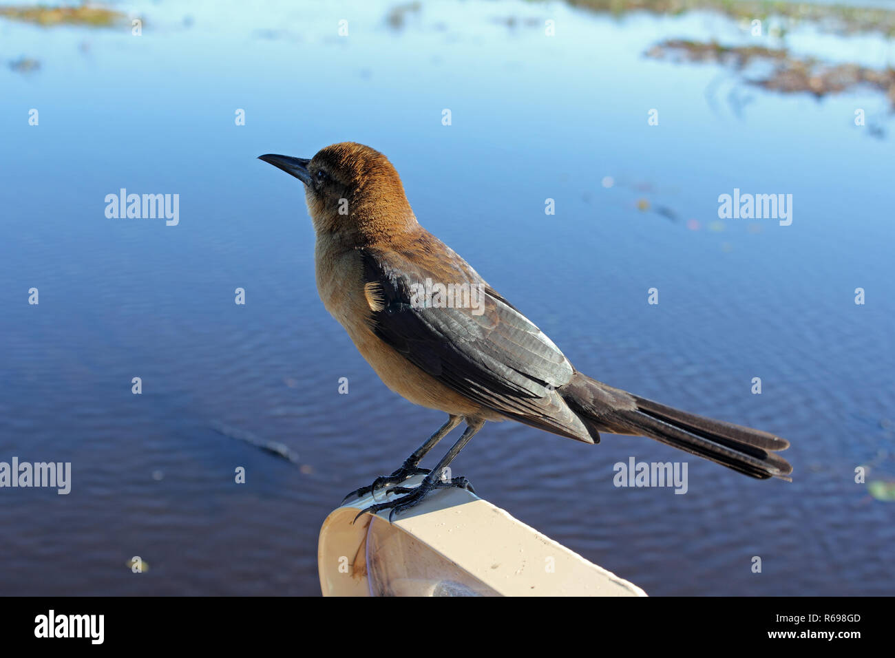 Brown Bird Perched Above Sunny Everglades Water Stock Photo