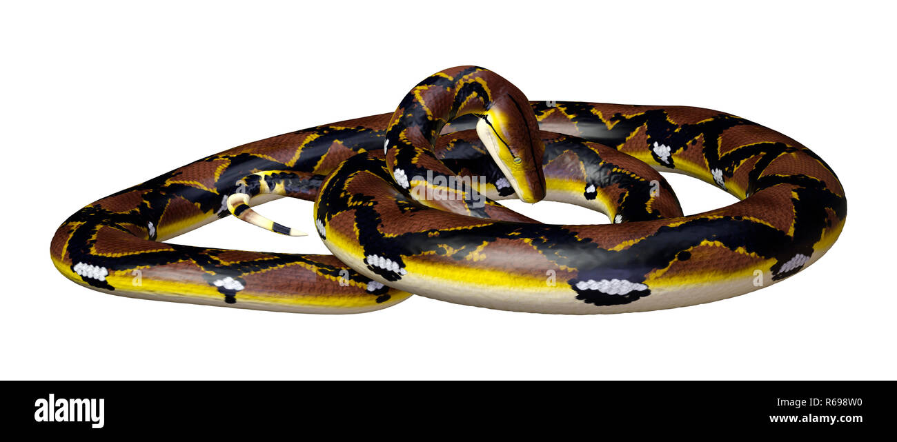 3D Rendering Reticulated Python on White Stock Photo