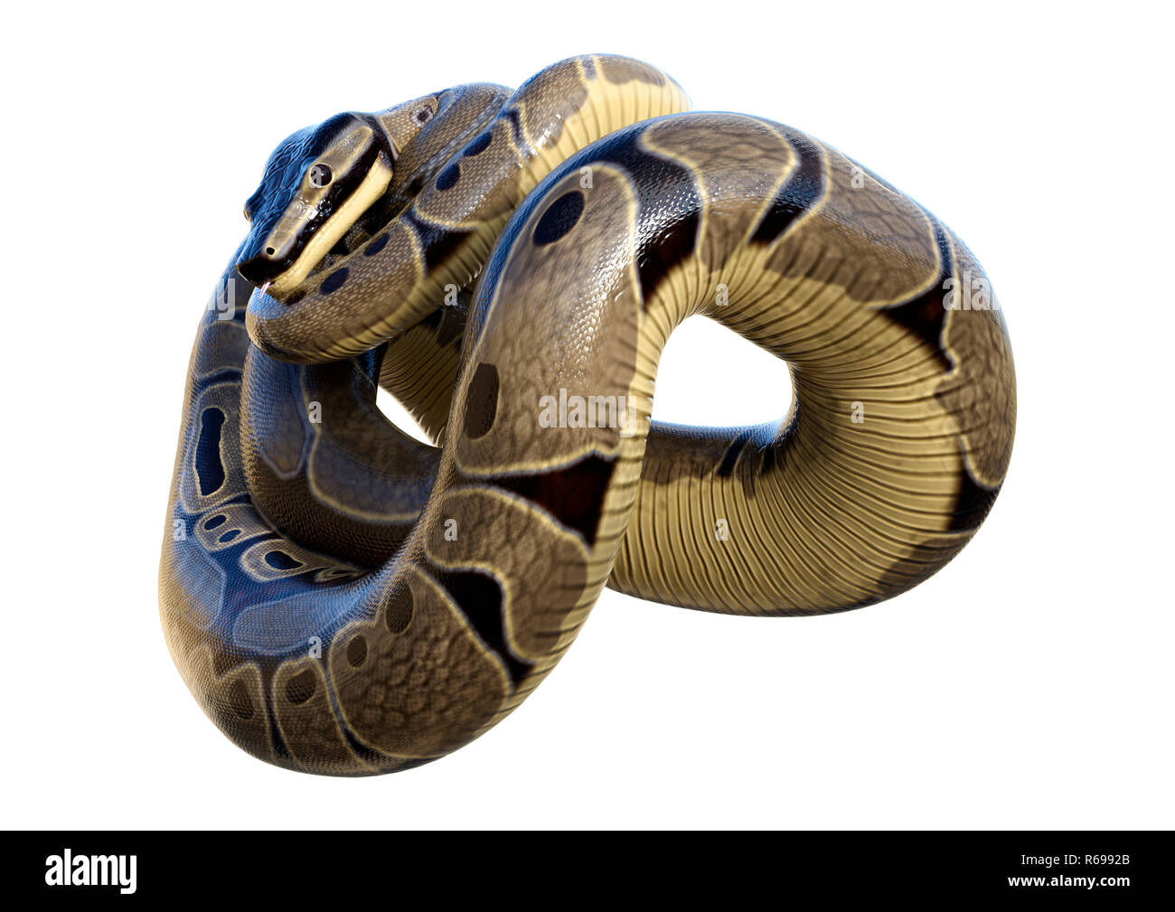 3D Rendering Ball Python on White Stock Photo - Alamy