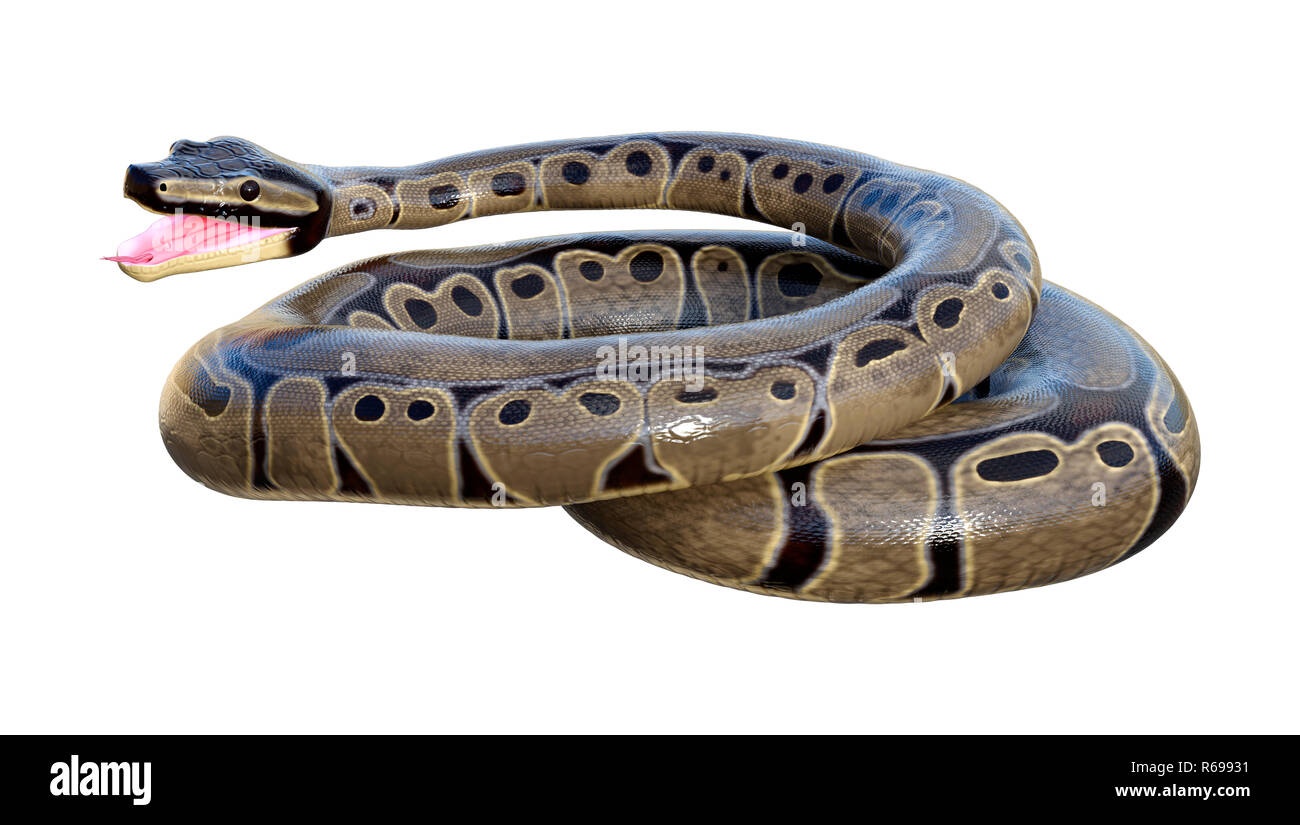 3D Rendering Ball Python on White Stock Photo - Alamy