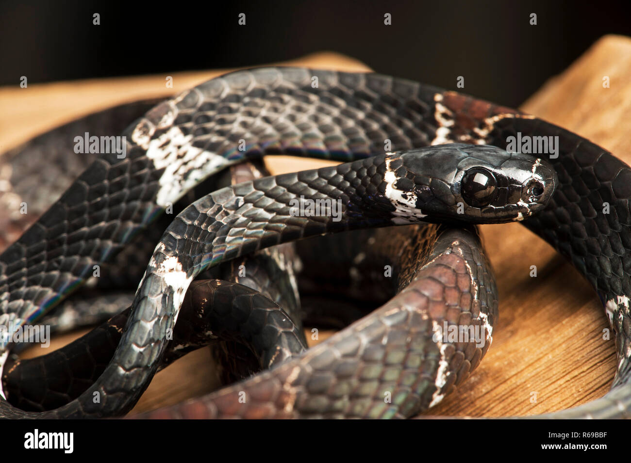 Snail-Eater Snake Of Genus Dipsas, Colubrideae , Amazon Rainforest, Copalinga, Ecuador Stock Photo
