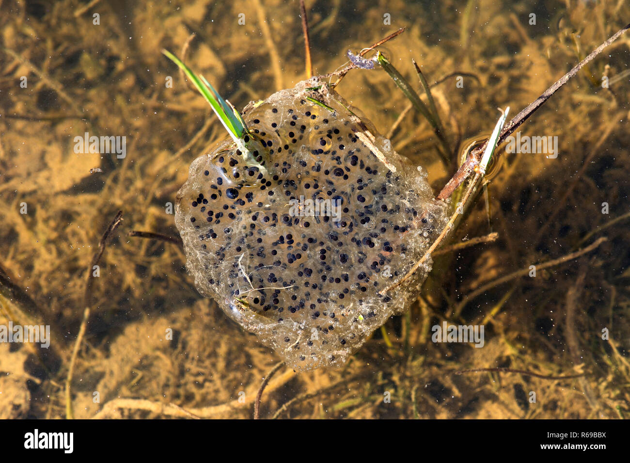 Frogspawn, A Gelatinous Mass Of Frog Eggs, Laid In Pond, Switzerland