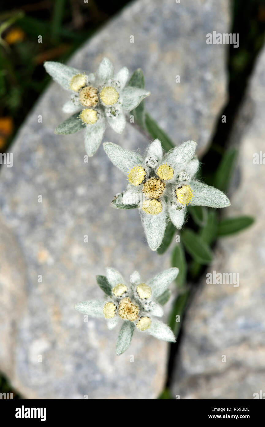 Edelweiss Leontopodium Alpinum Cass. , Aster Family Asteraceae , Valais, Switzerland Stock Photo