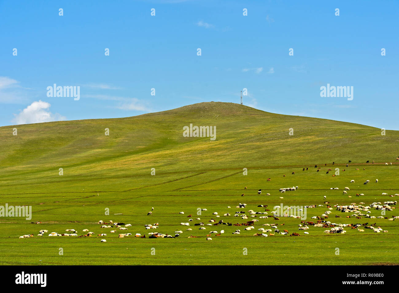 Mixed Herd Of Sheep And Kashmir Goats Grazing In The Mongolian Steppe ...