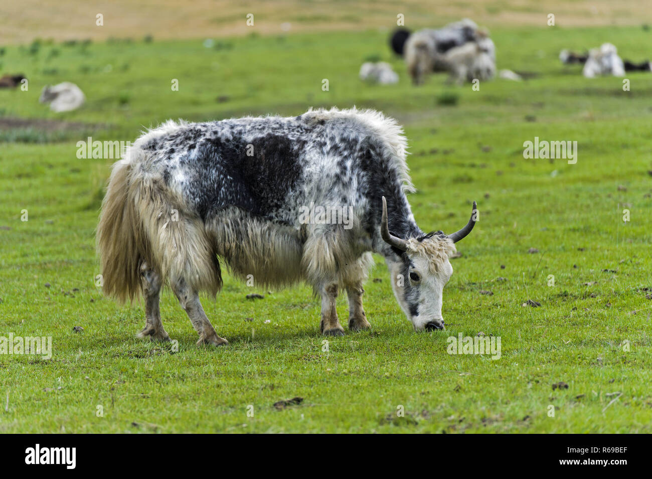Mongolian Yak Grazing On A Pasture, Mongolia Stock Photo - Alamy