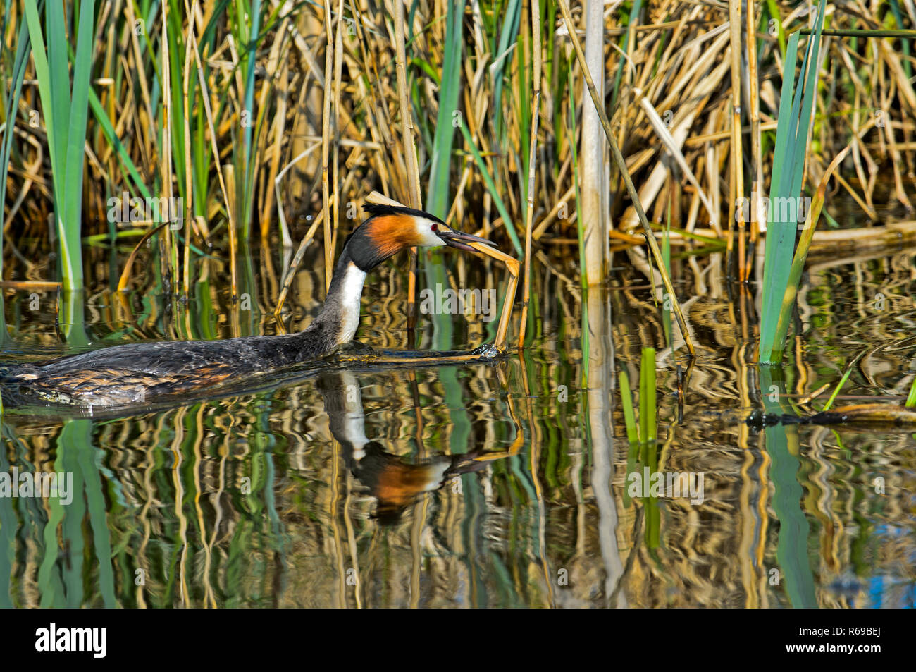 Great Crested Grebe Podiceps Cristatus Bringing Nesting Material To The Nest, Netherlands Stock Photo