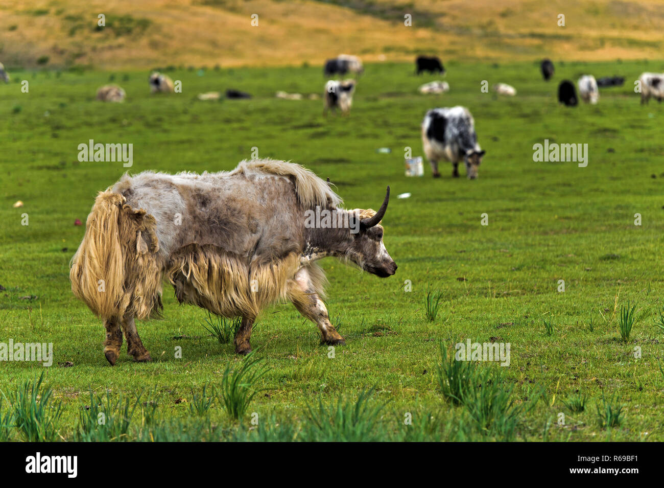 Yaks On A Pasture, Gorkhi-Terelj National Park, Mongolia Stock Photo