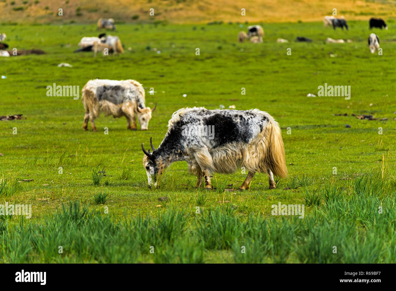 Yaks On A Pasture, Mongolia Stock Photo